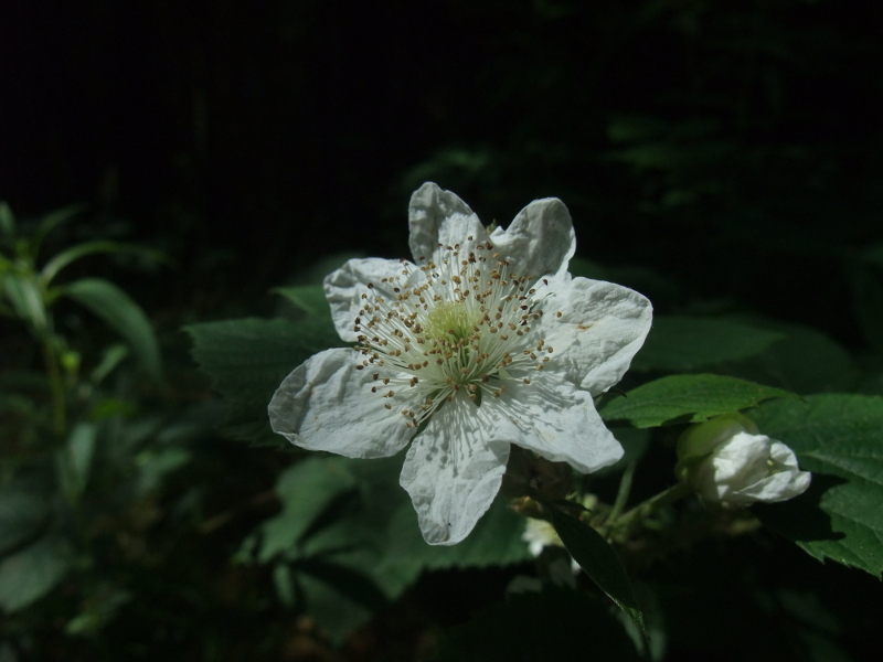 Blackberry Rubus fruticosus Seneyr