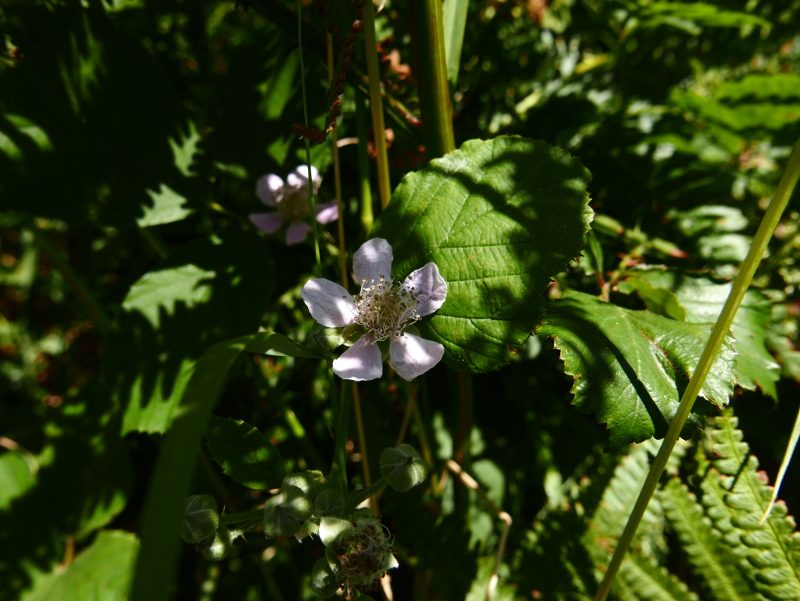 Blackberry Rubus fruticosus Seneyr