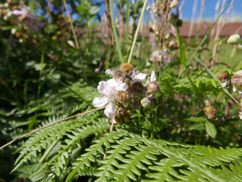 Blackberry Rubus fruticosus Seneyr