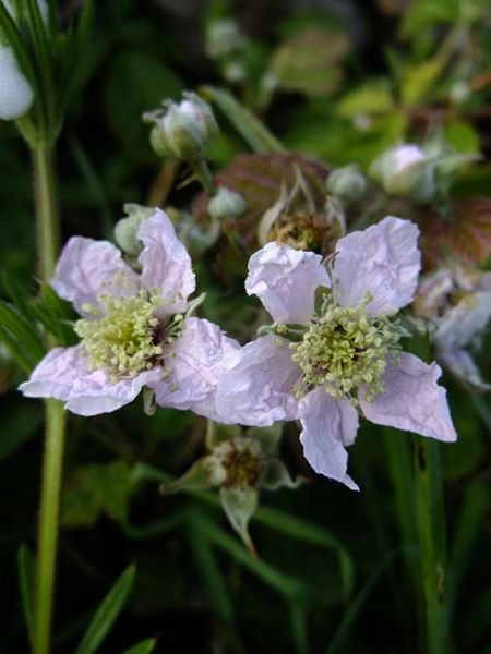 Blackberry Rubus fruticosus Seneyr