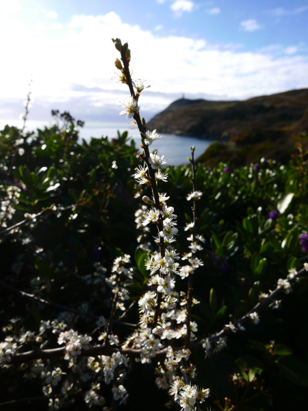 Blackthorn Prunus spinosa Drine arn