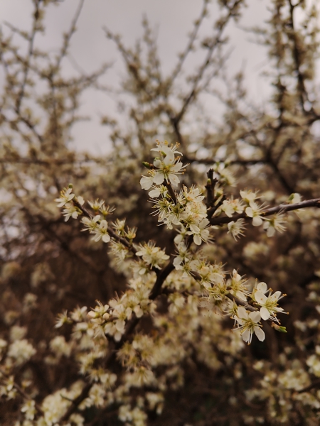 Blackthorn Prunus spinosa Drine arn