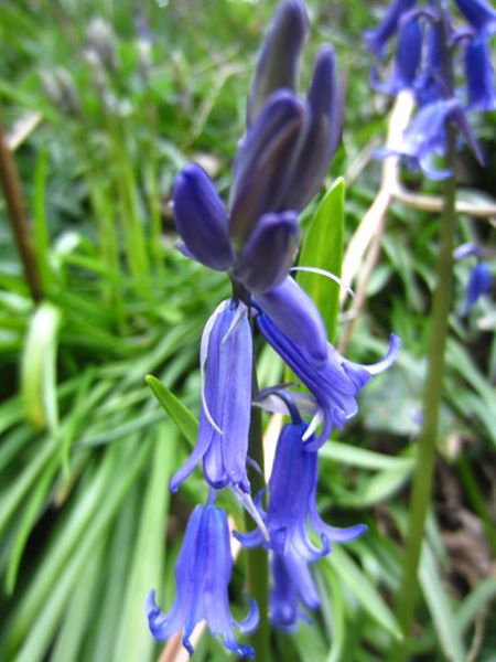 Bluebell Hyacinthoides non-scripta Gleih-muc