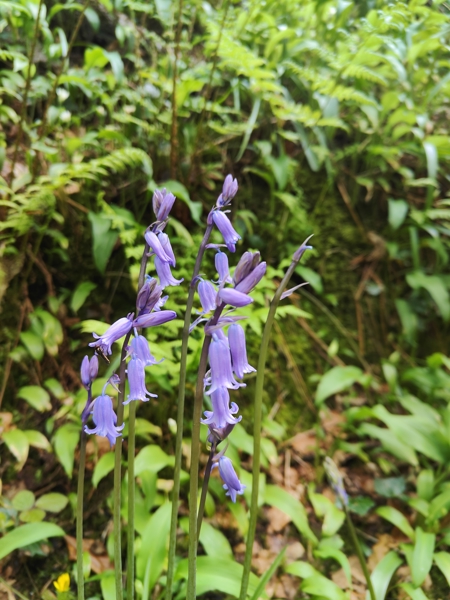 Bluebell Hyacinthoides non-scripta Gleih-muc