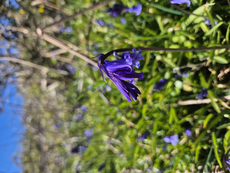 Bluebell Hyacinthoides non-scripta Gleih-muc