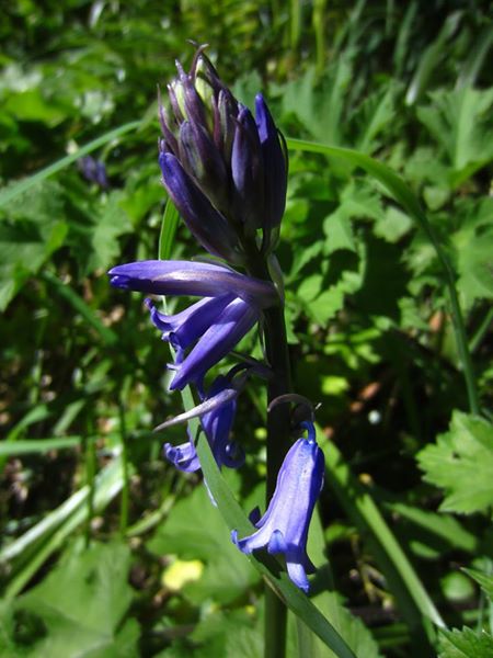 Bluebell Hyacinthoides non-scripta Gleih-muc