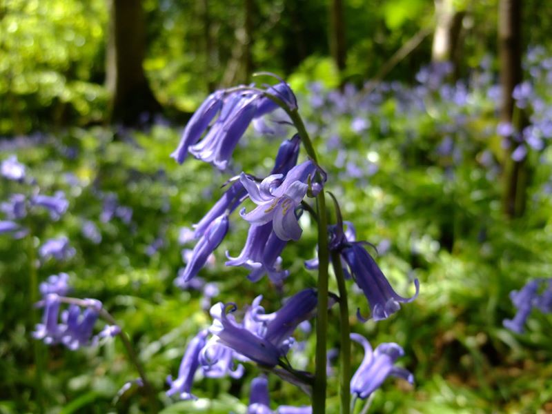 Bluebell Hyacinthoides non-scripta Gleih-muc