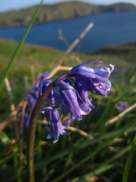 Bluebell Hyacinthoides non-scripta Gleih-muc