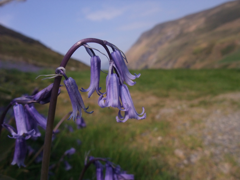 Bluebell Hyacinthoides non-scripta Gleih-muc