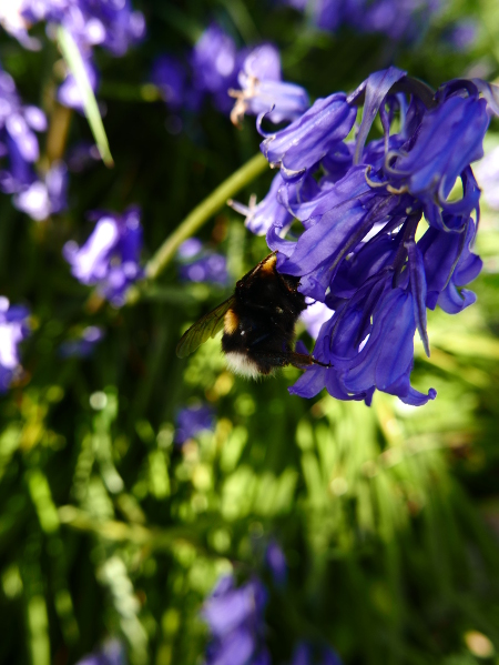 Bluebell Hyacinthoides non-scripta Gleih-muc