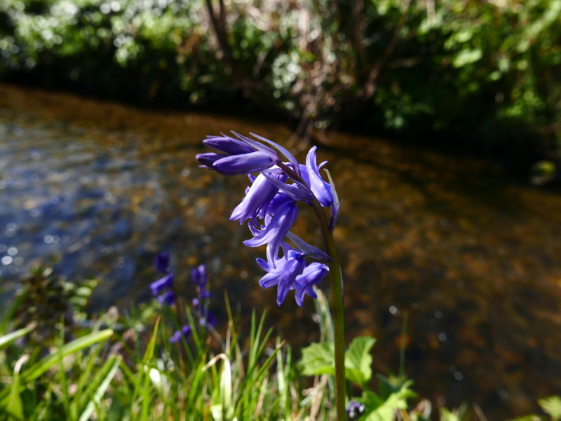 Bluebell Hyacinthoides non-scripta Gleih-muc