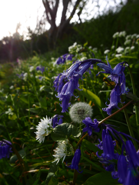 Bluebell Hyacinthoides non-scripta Gleih-muc