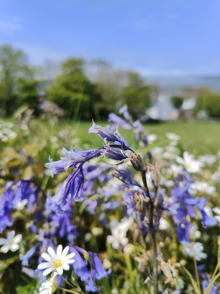 Bluebell Hyacinthoides non-scripta Gleih-muc