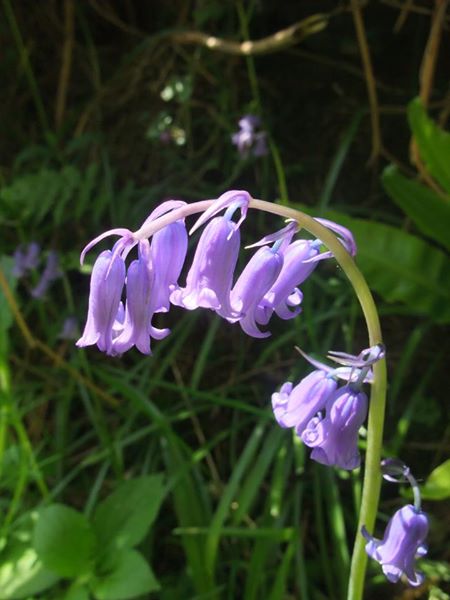 Bluebell Hyacinthoides non-scripta Gleih-muc