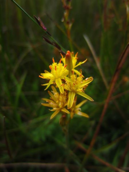 Bog Asphodel Narthecium ossifragum Lilee ny moaney