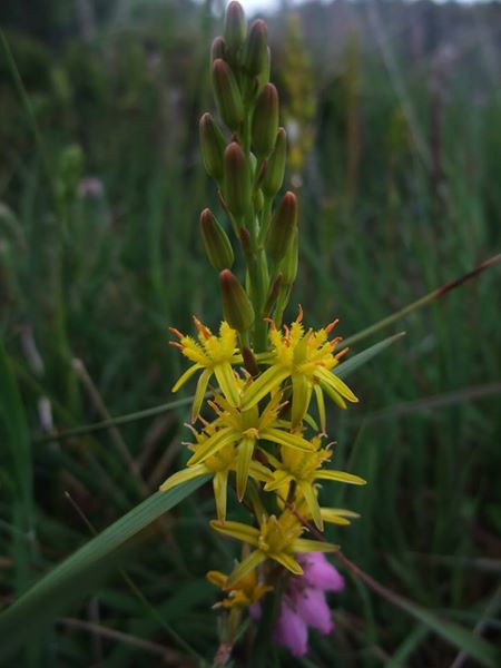 Bog Asphodel Narthecium ossifragum Lilee ny moaney