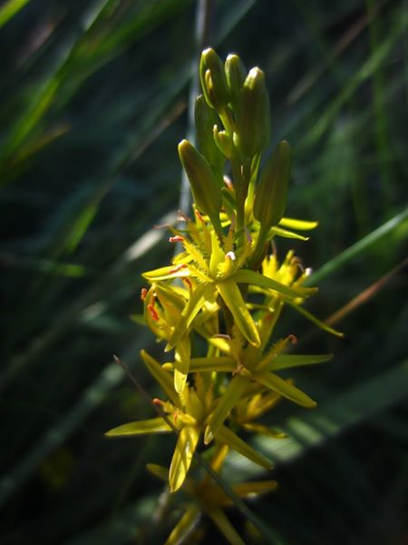 Bog Asphodel Narthecium ossifragum Lilee ny moaney