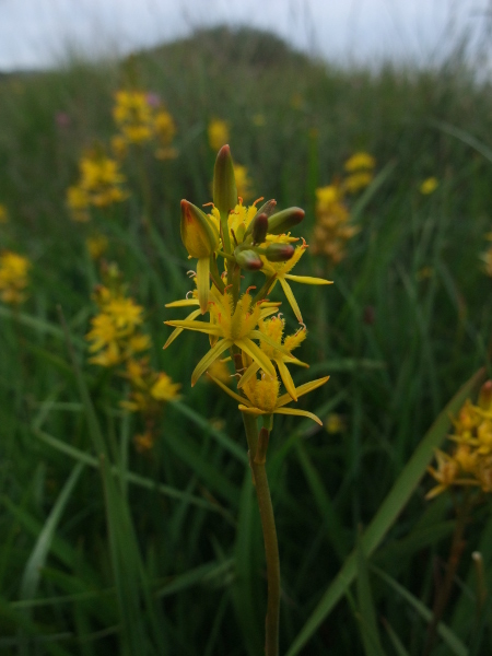 Bog Asphodel Narthecium ossifragum Lilee ny moaney