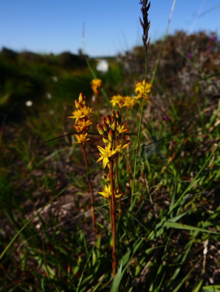 Bog Asphodel Narthecium ossifragum Lilee ny moaney