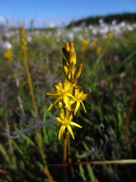 Bog Asphodel Narthecium ossifragum Lilee ny moaney