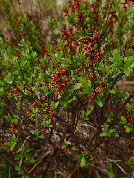 Bog Myrtle Myrica gale Roddagagh