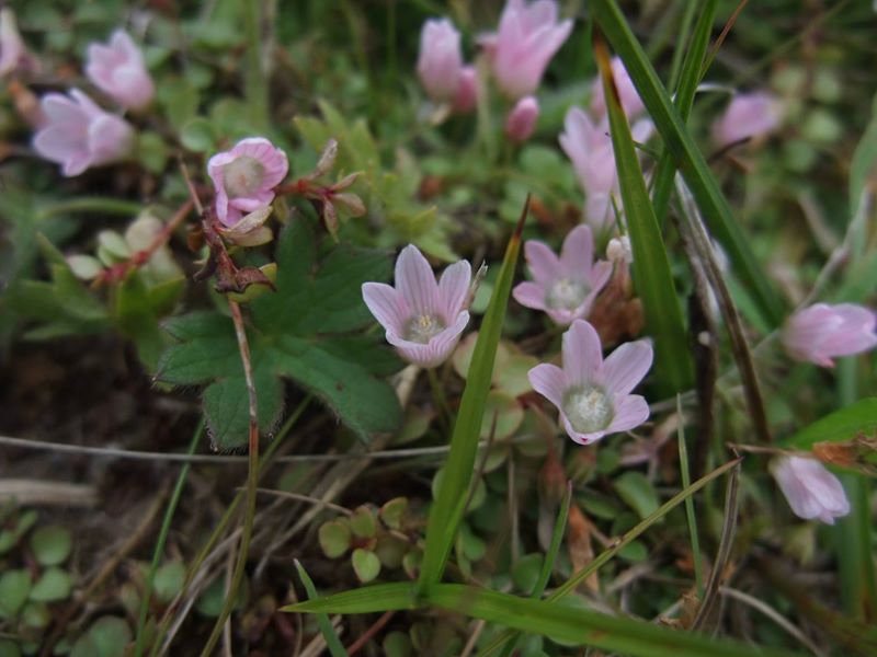 Bog Pimpernel Anagallis tenella Follagher curree