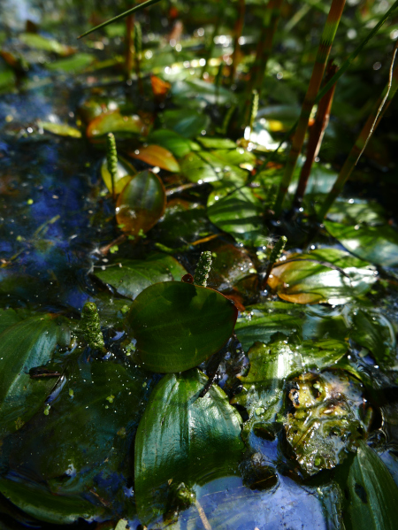 Bog Pondweed Potamogeton polygonifolius Lus-lhingey yn voglee