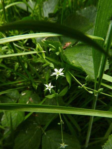 Bog Stitchwort Stellaria alsine Flig voglee