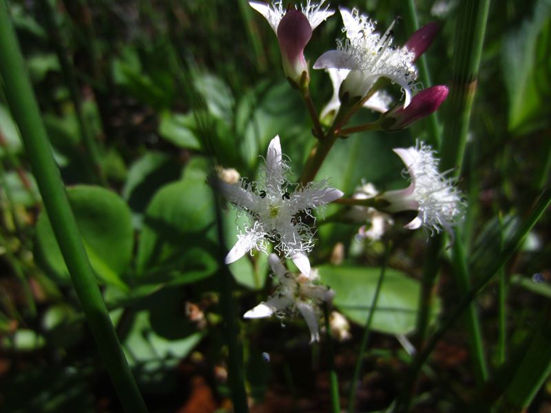 Bogbean Menyanthes trifoliata Lubberlub