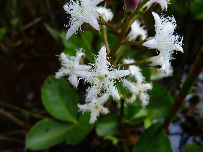 Bogbean Menyanthes trifoliata Lubberlub