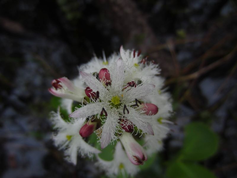 Bogbean Menyanthes trifoliata Lubberlub