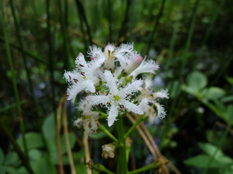 Bogbean Menyanthes trifoliata Lubberlub