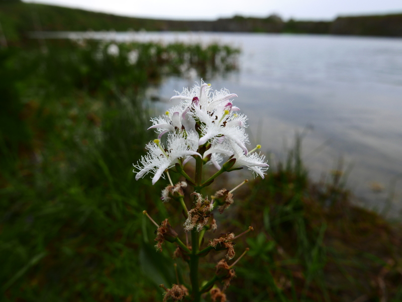 Bogbean Menyanthes trifoliata Lubberlub