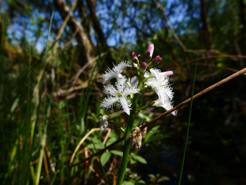 Bogbean Menyanthes trifoliata Lubberlub