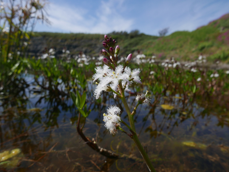 Bogbean Menyanthes trifoliata Lubberlub