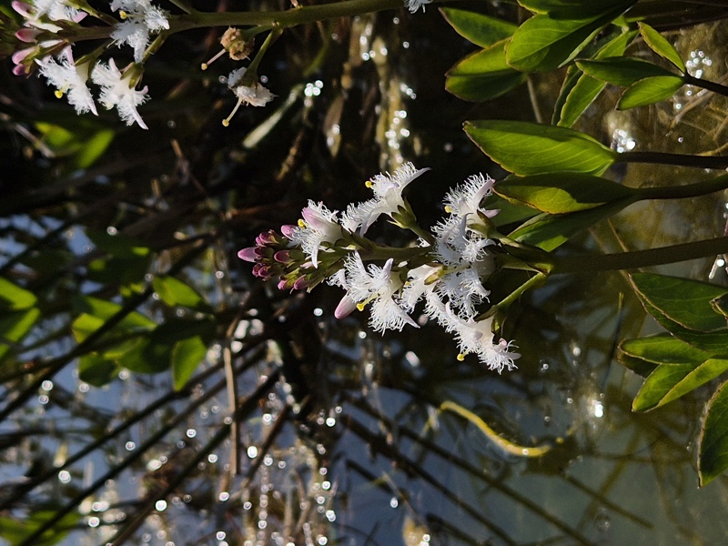 Bogbean Menyanthes trifoliata Lubberlub