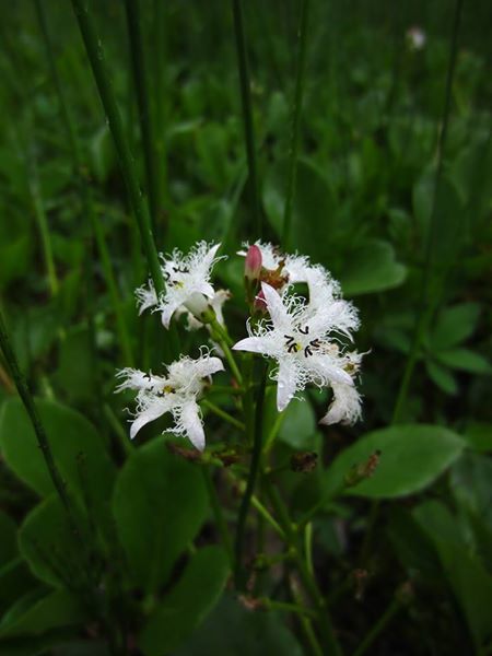 Bogbean Menyanthes trifoliata Lubberlub