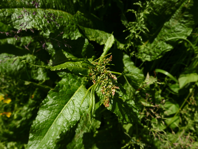 Broad-Leaved Dock Rumex obtusifolius Cabbag lhean