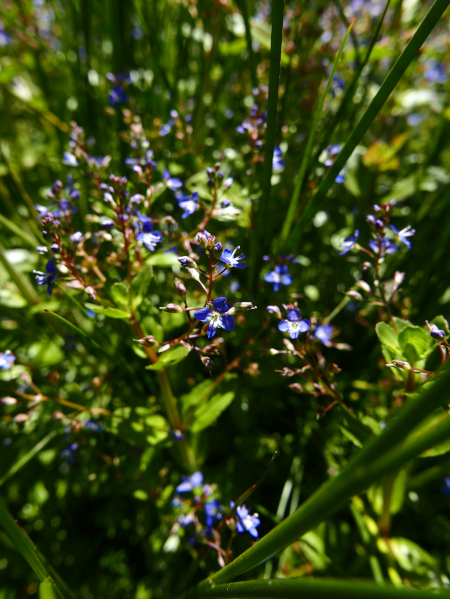 Brooklime Veronica beccabunga Burleek