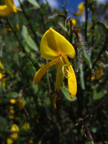 Broom Cytisus scoparius giucklagh