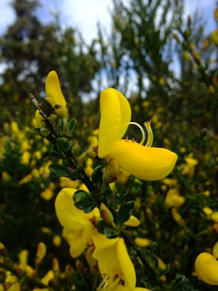 Broom Cytisus scoparius giucklagh