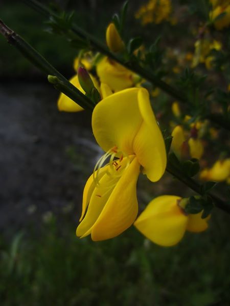 Broom Cytisus scoparius giucklagh