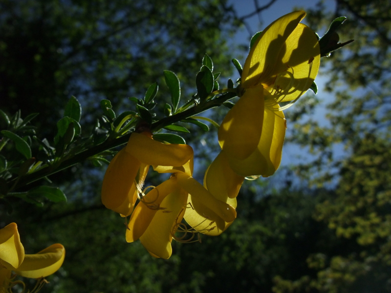 Broom Cytisus scoparius giucklagh