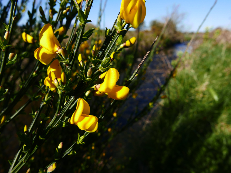 Broom Cytisus scoparius giucklagh