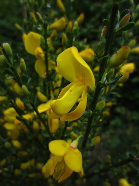 Broom Cytisus scoparius giucklagh