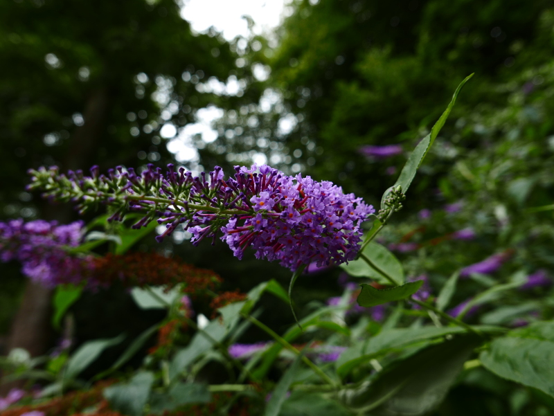 Buddleia Buddleja davidii Thammag y foillycan