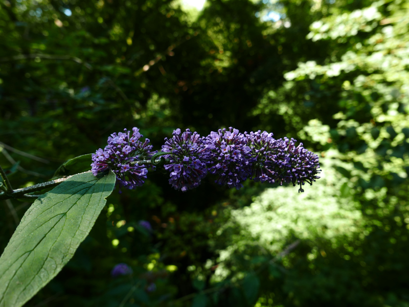 Buddleia Buddleja davidii Thammag y foillycan