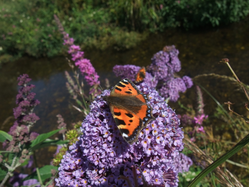 Buddleia Buddleja davidii Thammag y foillycan