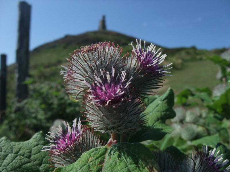 Lesser Burdock Arctium minus Bollan-doa