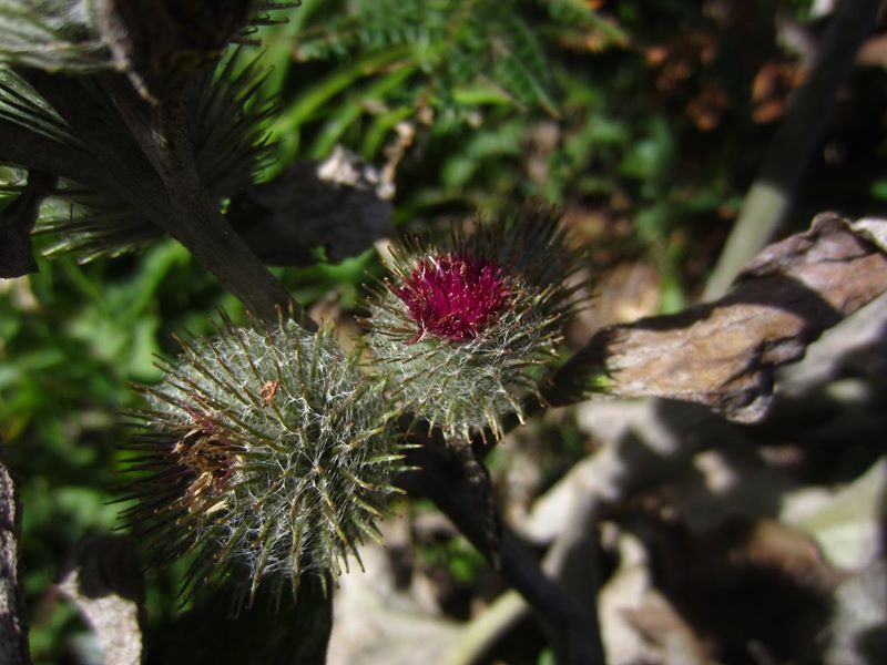 Lesser Burdock Arctium minus Bollan-doa